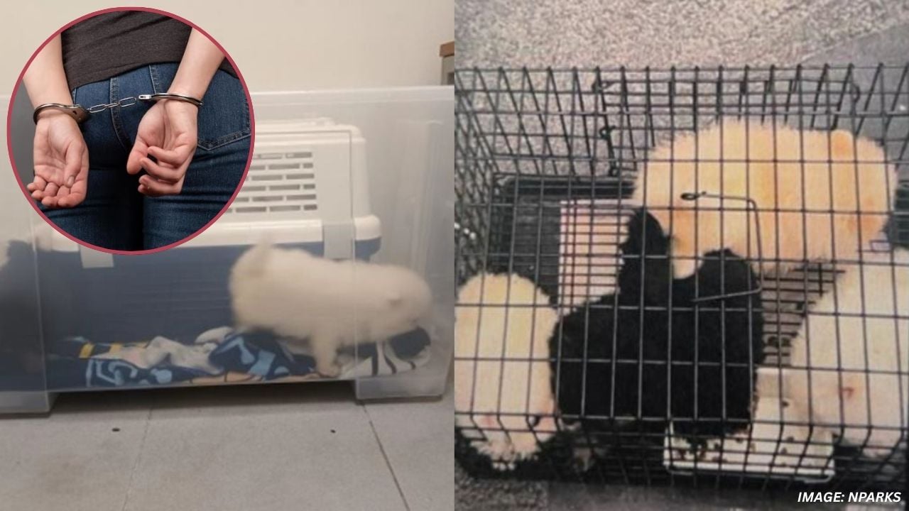 Woman Jailed in Singapore First: Ng Siew Teng, 28, Made USD 21,000 Selling Smuggled Puppies